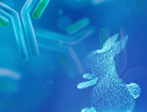 CUSTOM ANTIBODY