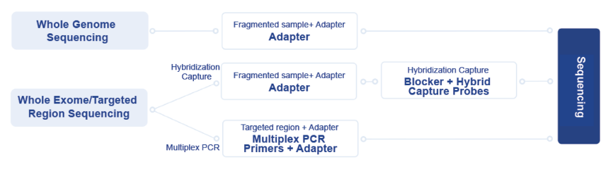 NGS Primers & Probes