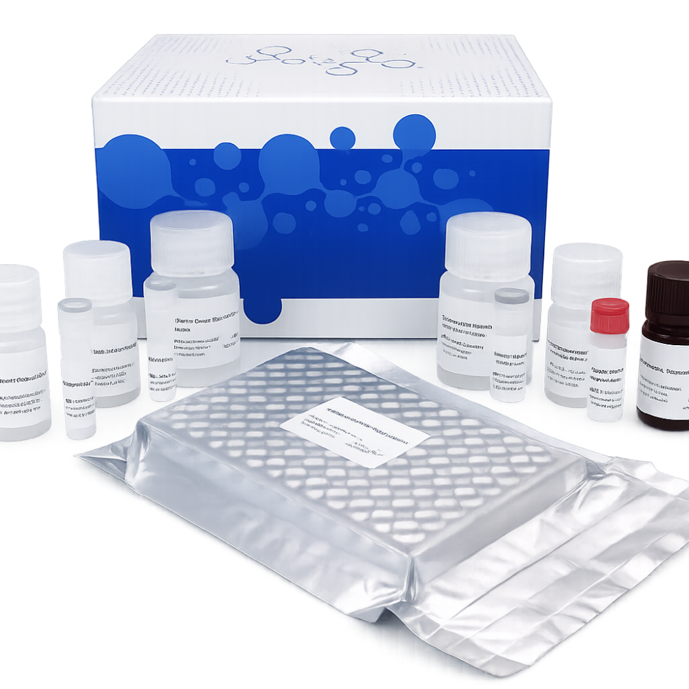 Human IL-1(Interleukin 1 Beta) Elisa Kit
